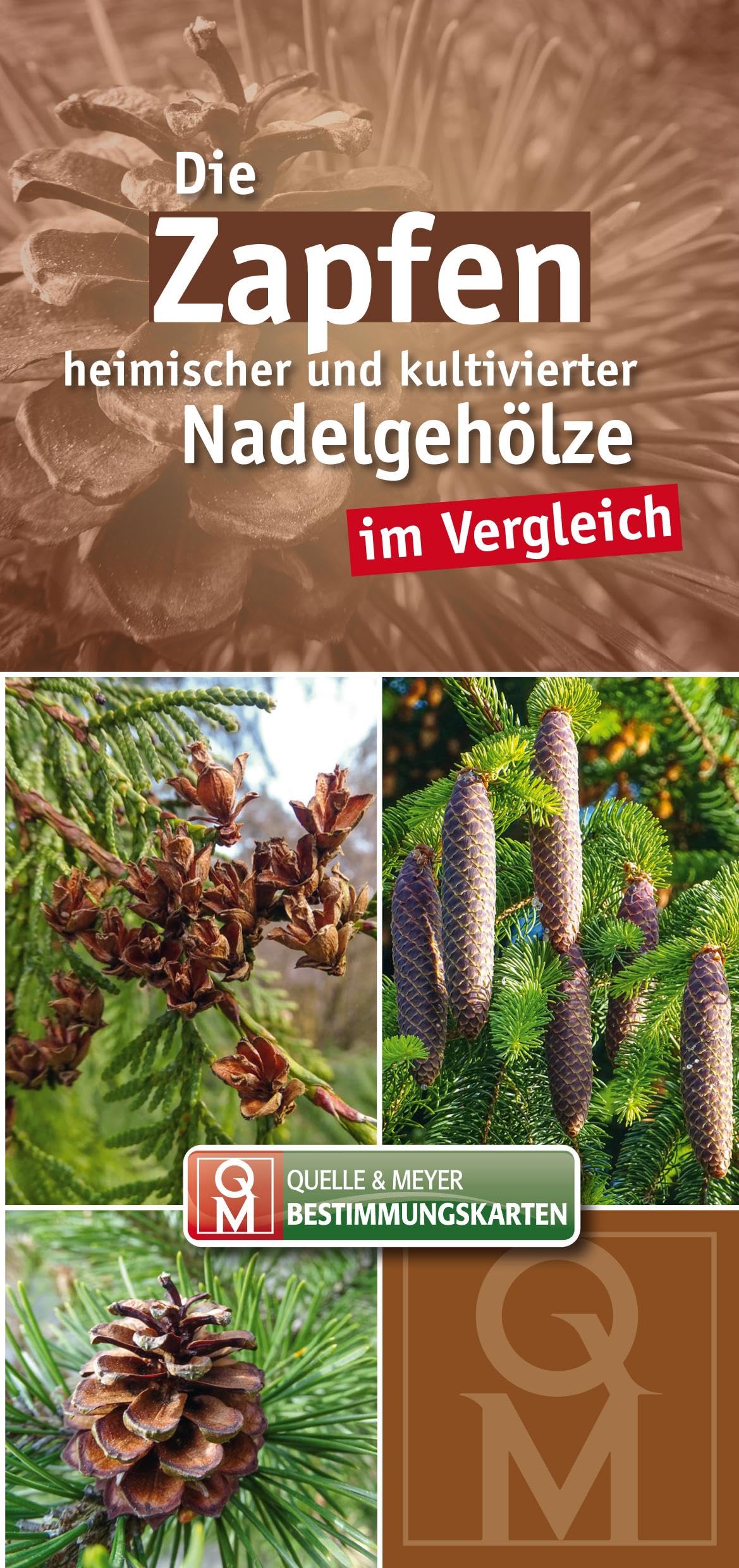 Die Zapfen heimischer und kultivierter Nadelgehölze im Vergleich Leisure, Home & Garden