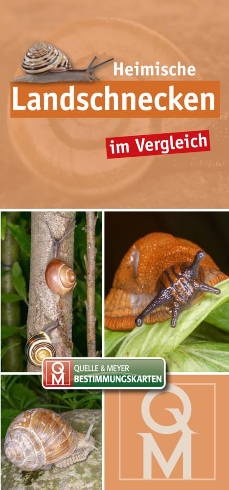 Heimische Landschnecken im Vergleich: 10er-Set (Quelle & Meyer Bestimmungskarten) Leisure, Home & Garden
