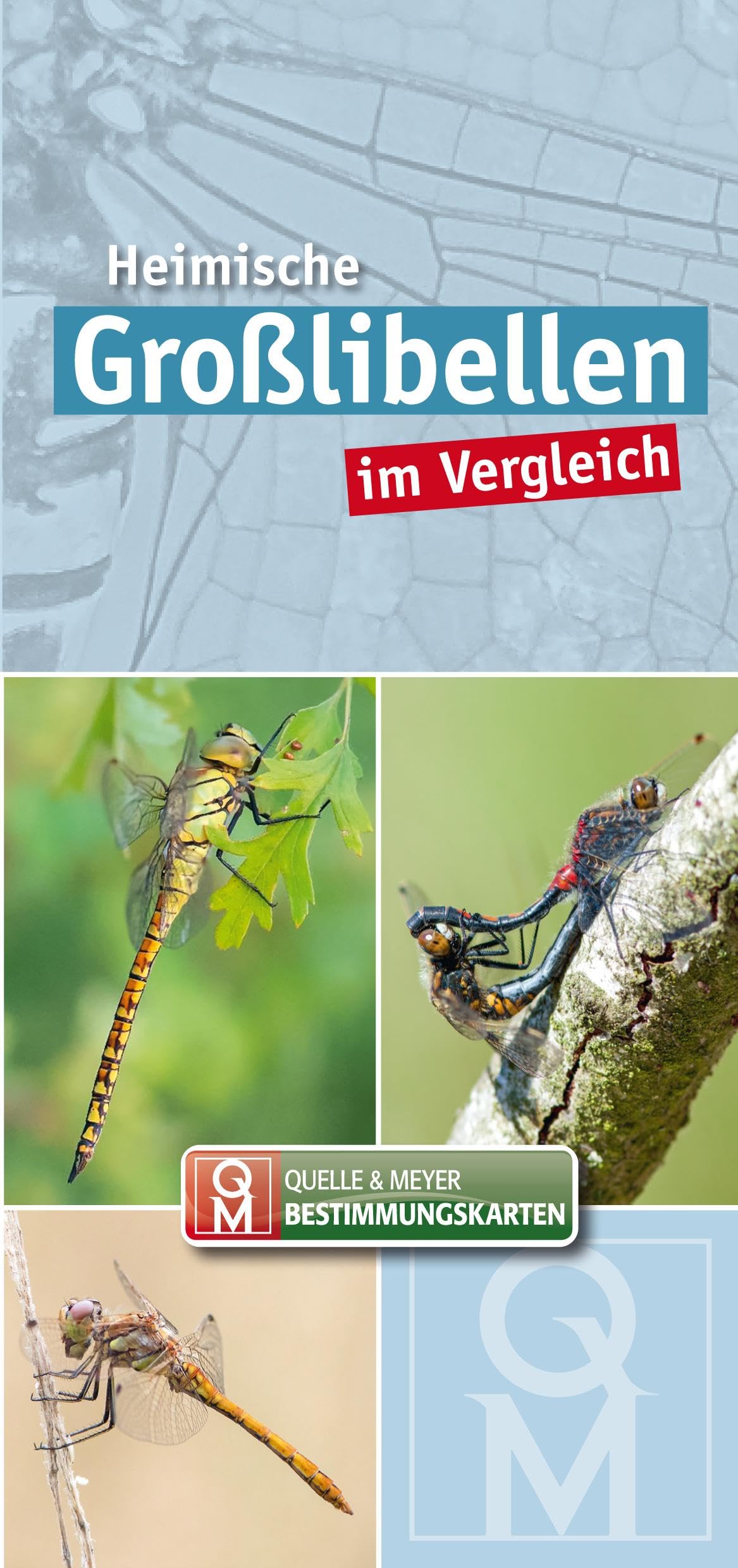 Heimische Großlibellen im Vergleich Leisure, Home & Garden