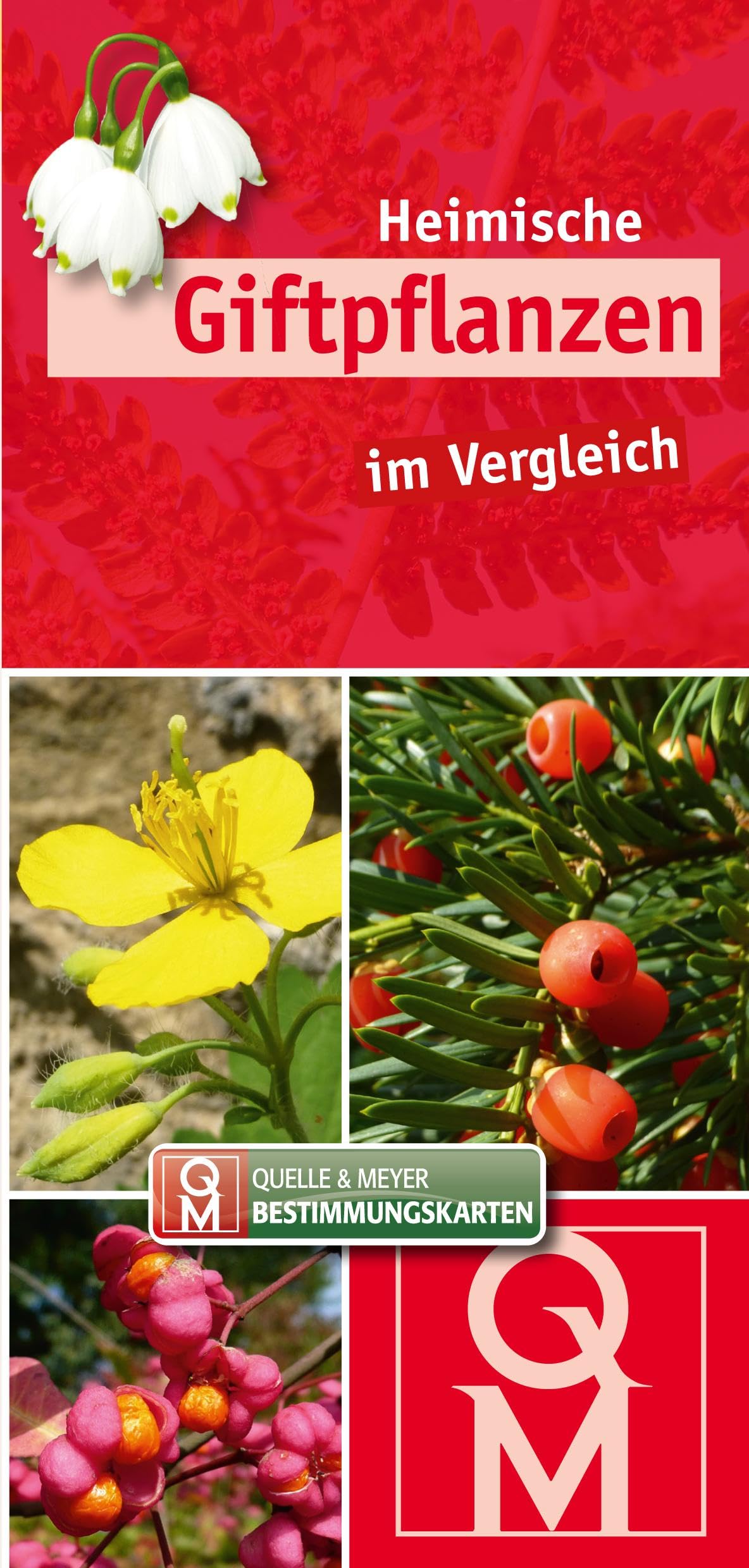 Heimische Giftpflanzen im Vergleich Leisure, Home & Garden
