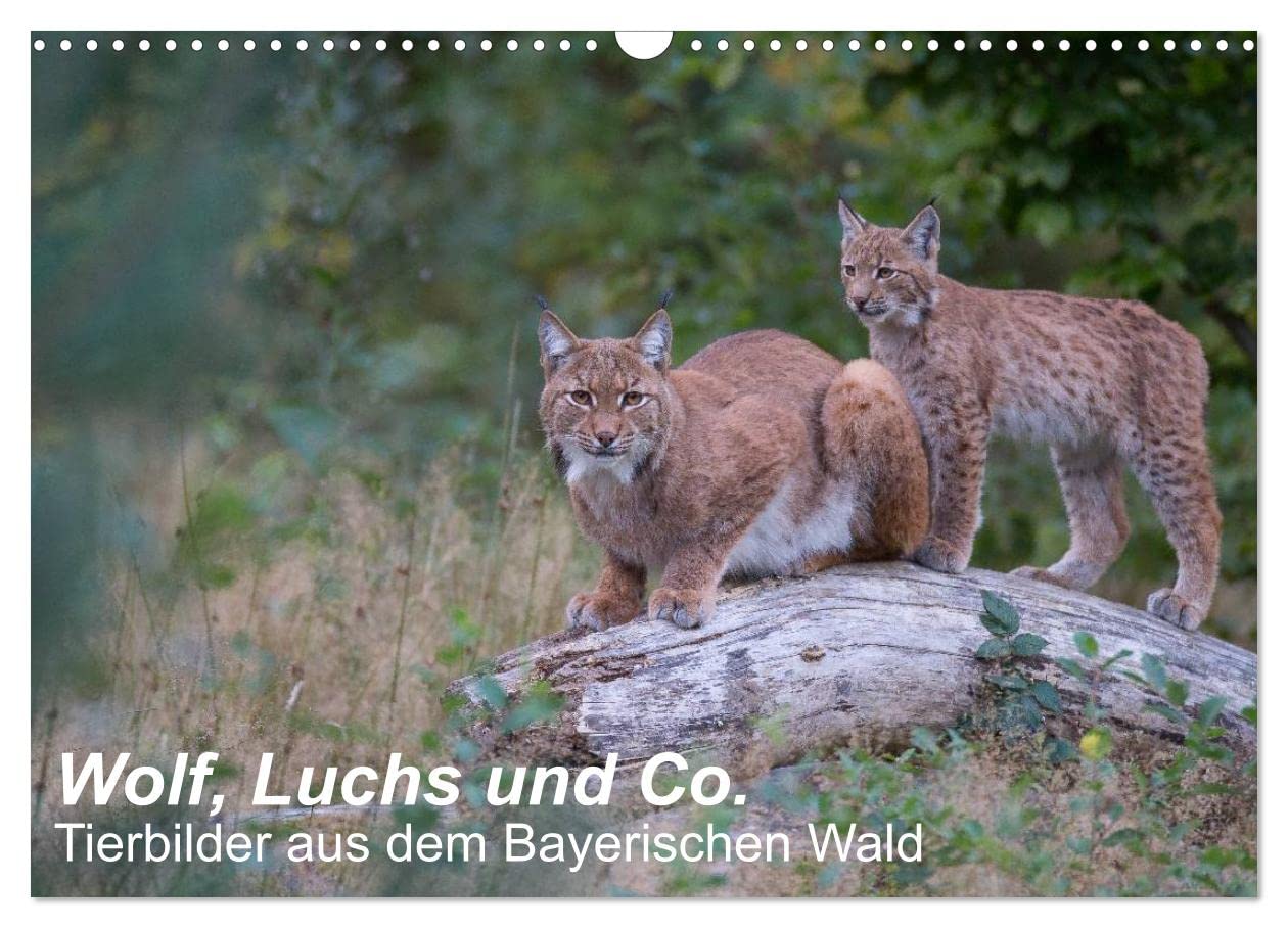 Wolf, Luchs und Co. - Tierbilder aus dem Bayerischen Wald (Wandkalender 2026 DIN A3 quer), CALVENDO Monatskalender: Tierbilder, aufgenommen in den ... Bayerischer Wald (CALVENDO Tiere) Natural Sciences