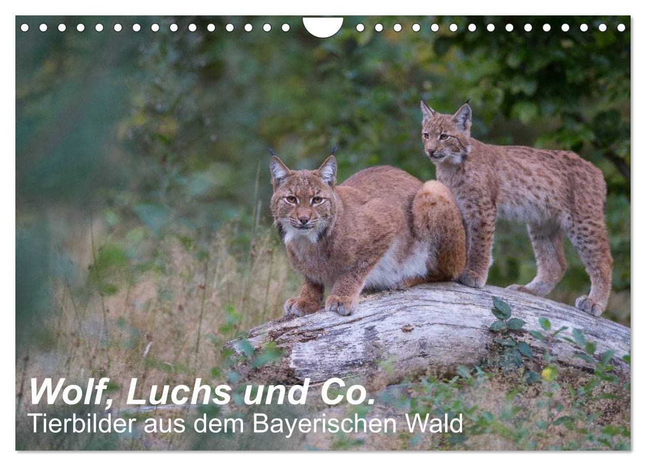 Wolf, Luchs und Co. - Tierbilder aus dem Bayerischen Wald (Wandkalender 2026 DIN A4 quer), CALVENDO Monatskalender: Tierbilder, aufgenommen in den ... Bayerischer Wald (CALVENDO Tiere) Natural Sciences