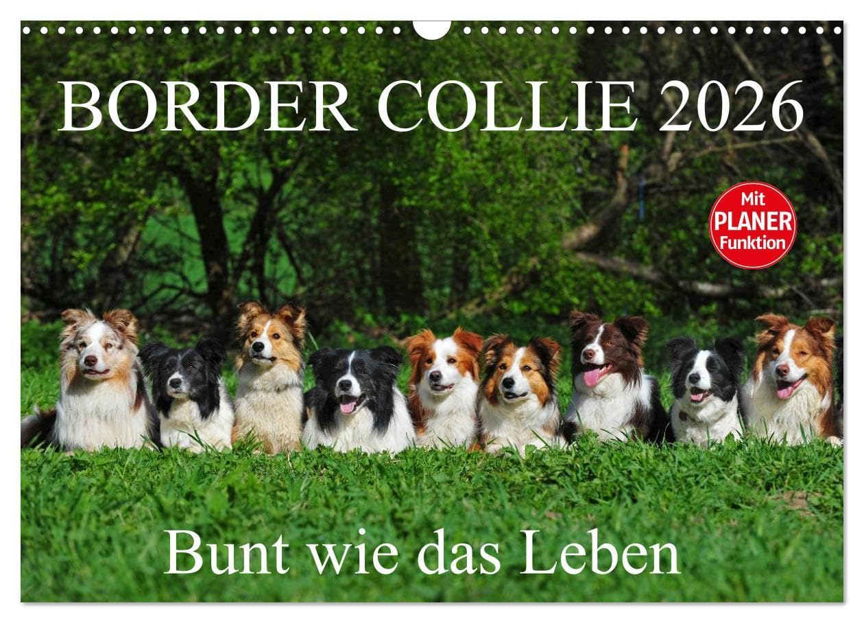 Border Collie 2026 (Wandkalender 2026 DIN A3 quer), CALVENDO Monatskalender: Auf 13 wunderschönen Fotos zeigt die Tierfotografin Sigrid Starick Border Collies in vielen Farben (CALVENDO Tiere) Natural Sciences