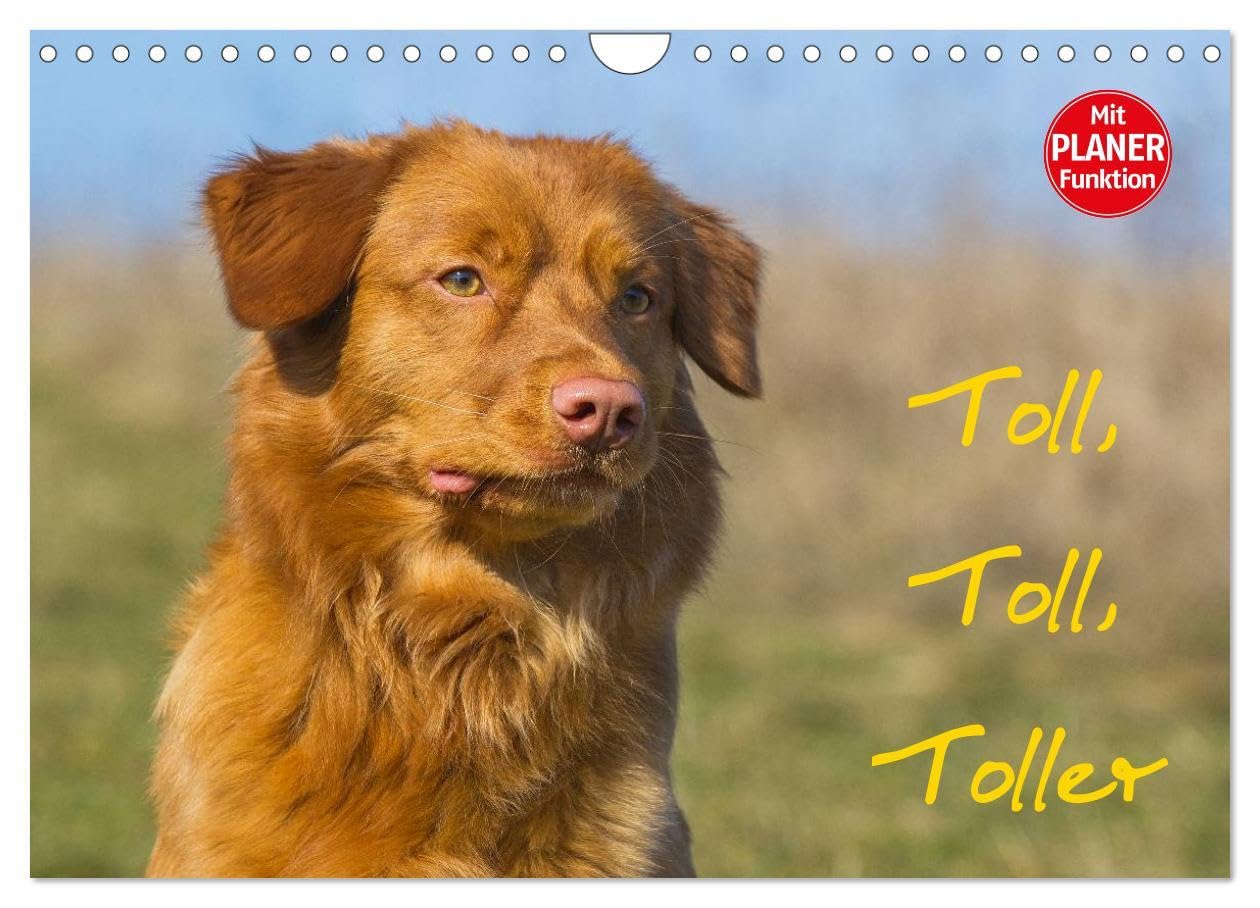 Toll, toll, Toller (Wandkalender 2026 DIN A4 quer), CALVENDO Monatskalender: Die kleinste Retrieverrasse, der Nova Scotia Duck Tolling Retriever auf 13 bezaubernden Bildern (CALVENDO Tiere) Natural Sciences