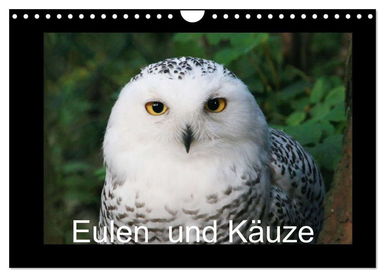 Eulen und Käuze (Wandkalender 2026 DIN A4 quer), CALVENDO Monatskalender: Die Eule ist in Ihrer Vielfalt, Anpassungsfähigkeit und stolzen Art, umwoben von Geschichten, gar einzigartig (CALVENDO Natur) Lifestyle