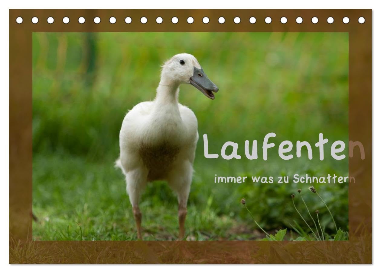 Laufenten immer was zu Schnattern (Tischkalender 2026 DIN A5 quer), CALVENDO Monatskalender: Ein kleiner Einblick in einen Laufententag (CALVENDO Tiere) Natural Sciences