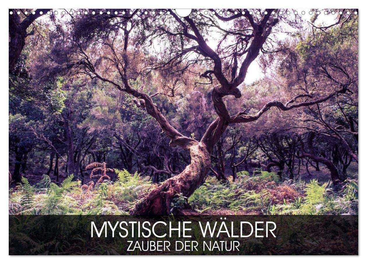 Mystische Wälder - Zauber der Natur (Wandkalender 2026 DIN A3 quer), CALVENDO Monatskalender: Magische Vielfalt der Natur - Wälder, schön und mystisch (CALVENDO Natur) Leisure, Home & Garden