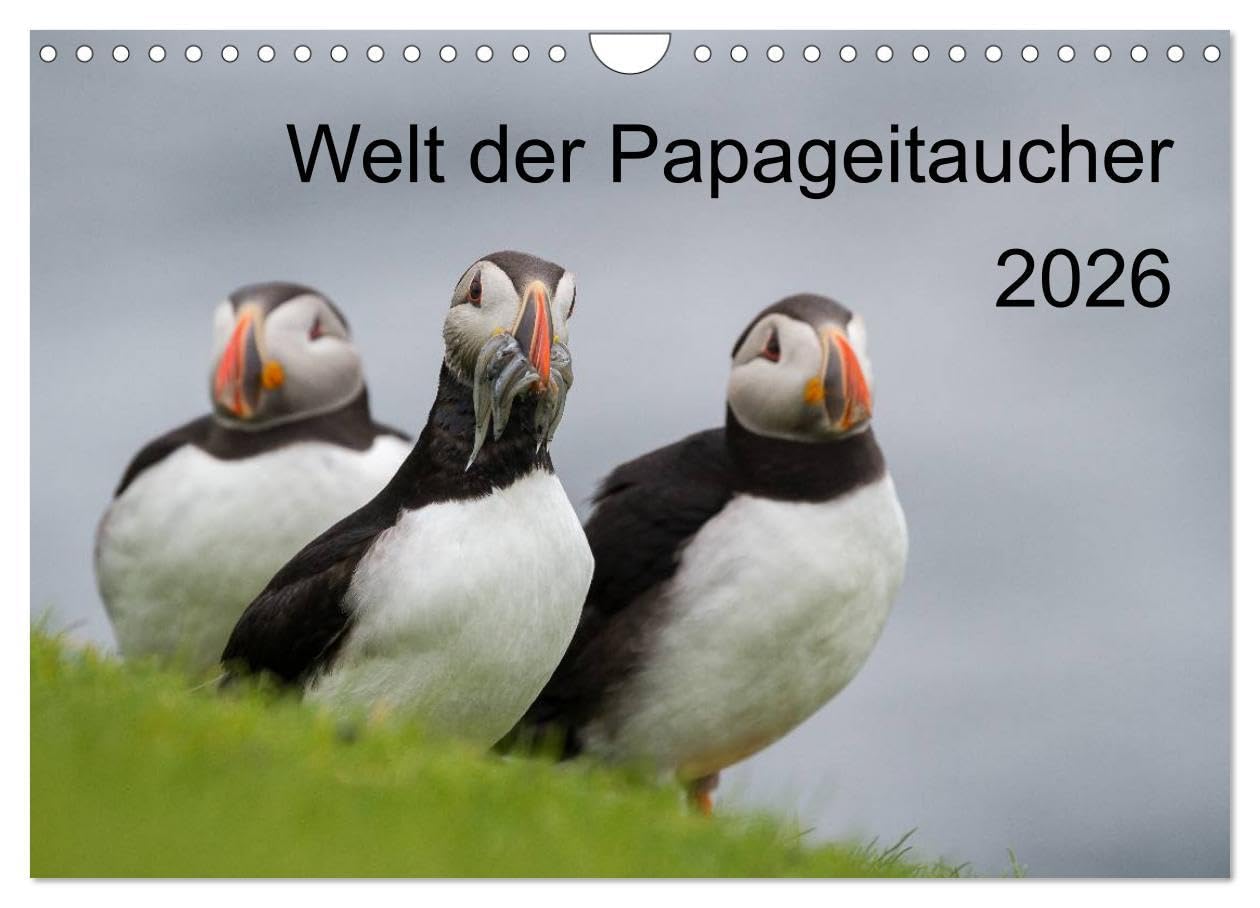 Welt der Papageitaucher (Wandkalender 2026 DIN A4 quer), CALVENDO Monatskalender: 13 faszinierende Portrait- und Lebensraumaufnahmen dieser ... dem bunten grossen Schnabel. (CALVENDO Natur) Leisure, Home & Garden