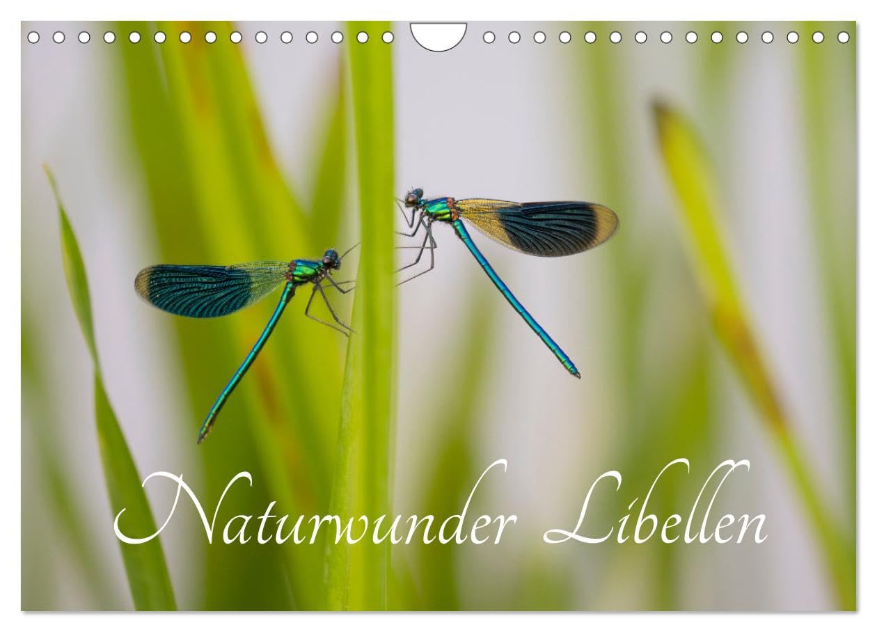 Naturwunder Libellen (Wandkalender 2026 DIN A4 quer), CALVENDO Monatskalender Natural Sciences