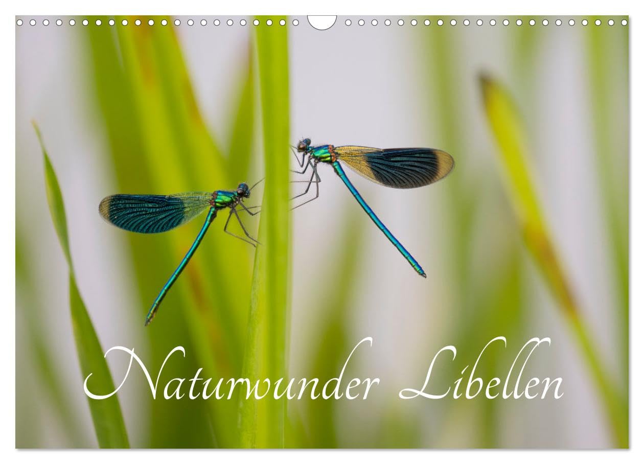 Naturwunder Libellen (Wandkalender 2026 DIN A3 quer), CALVENDO Monatskalender Natural Sciences