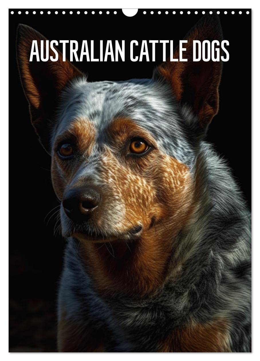 Australian Cattle Dogs (Wandkalender 2026 DIN A3 hoch), CALVENDO Monatskalender Pets