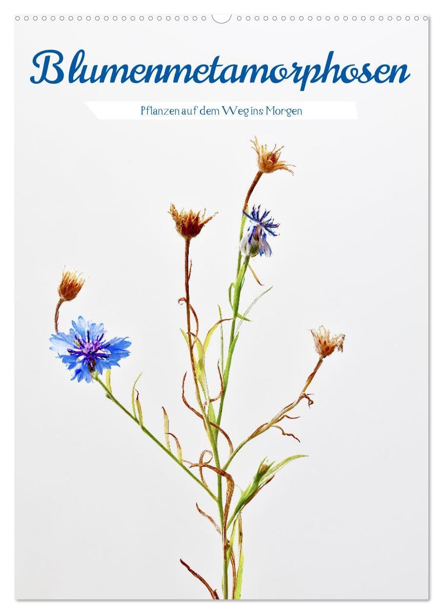 Blumenmetamorphosen (Wandkalender 2026 DIN A2 hoch), CALVENDO Monatskalender Film, Art & Culture