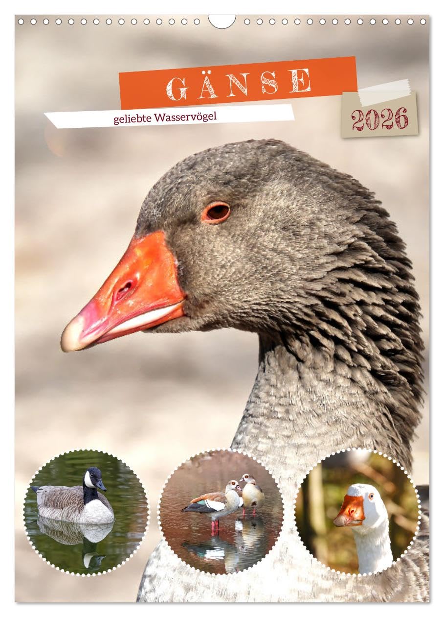 Gänse, geliebte Wasservögel (Wandkalender 2026 DIN A3 hoch), CALVENDO Monatskalender Social Sciences