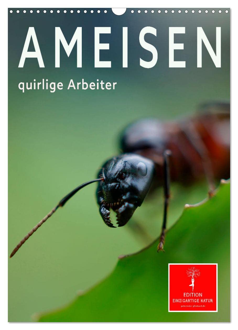 Ameisen quirlige Arbeiter (Wandkalender 2026 DIN A3 hoch), CALVENDO Monatskalender Living & Furnishing