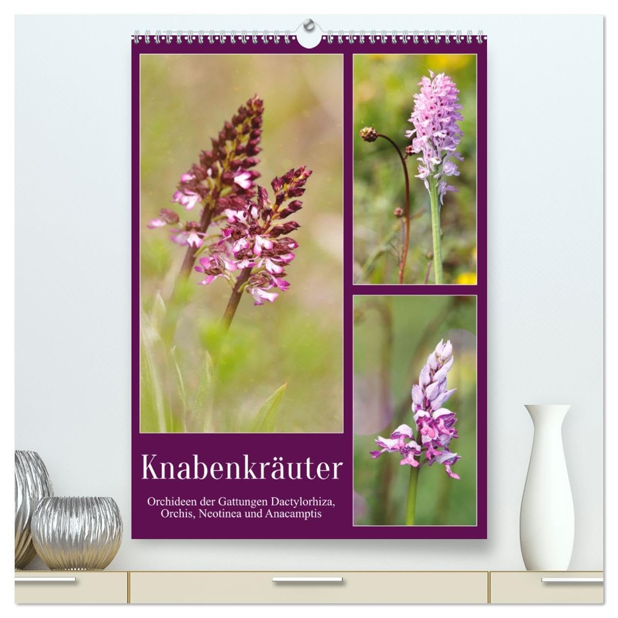 Knabenkräuter (hochwertiger Premium Wandkalender 2026 DIN A2 hoch), Kunstdruck in Hochglanz Social Sciences