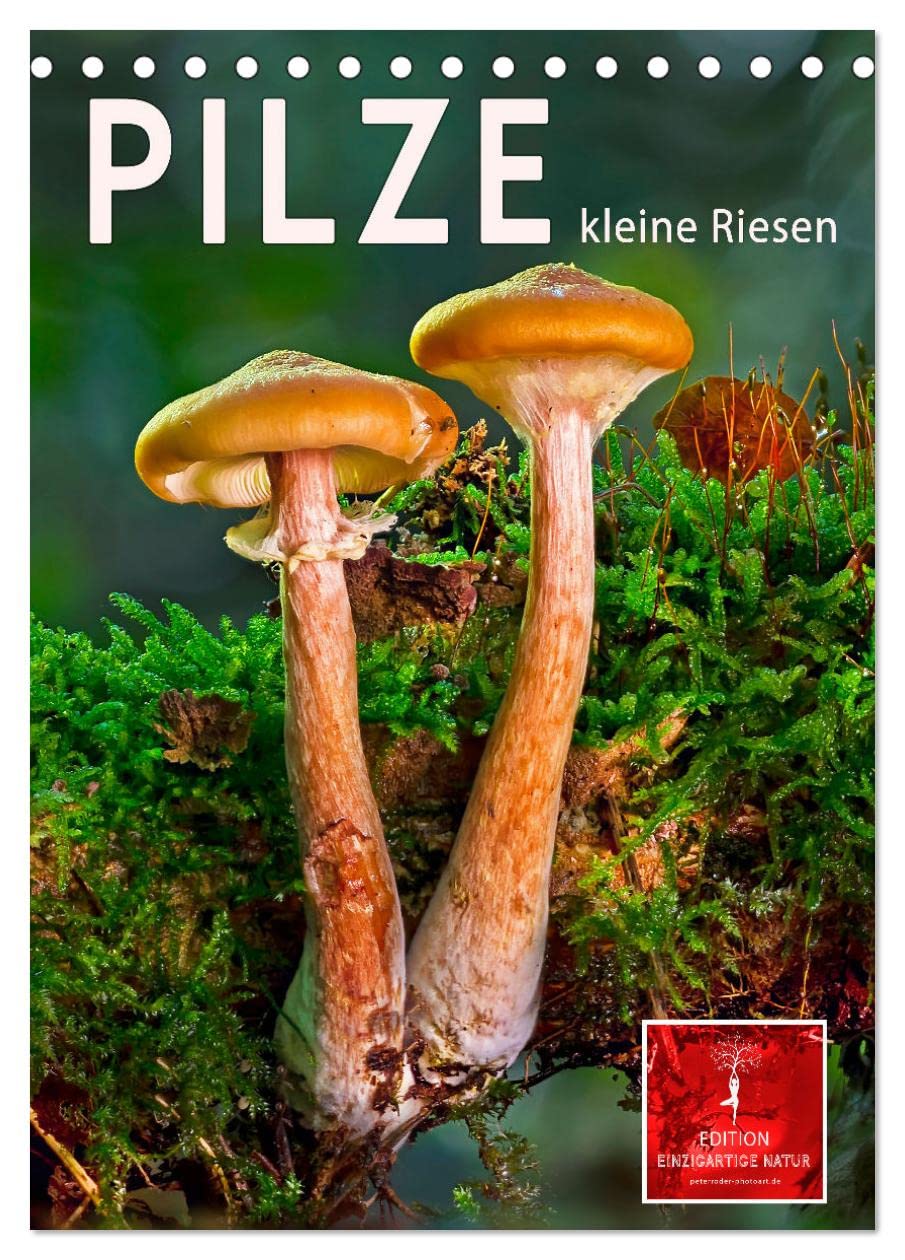 Pilze - kleine Riesen (Tischkalender 2026 DIN A5 hoch), CALVENDO Monatskalender Living & Furnishing