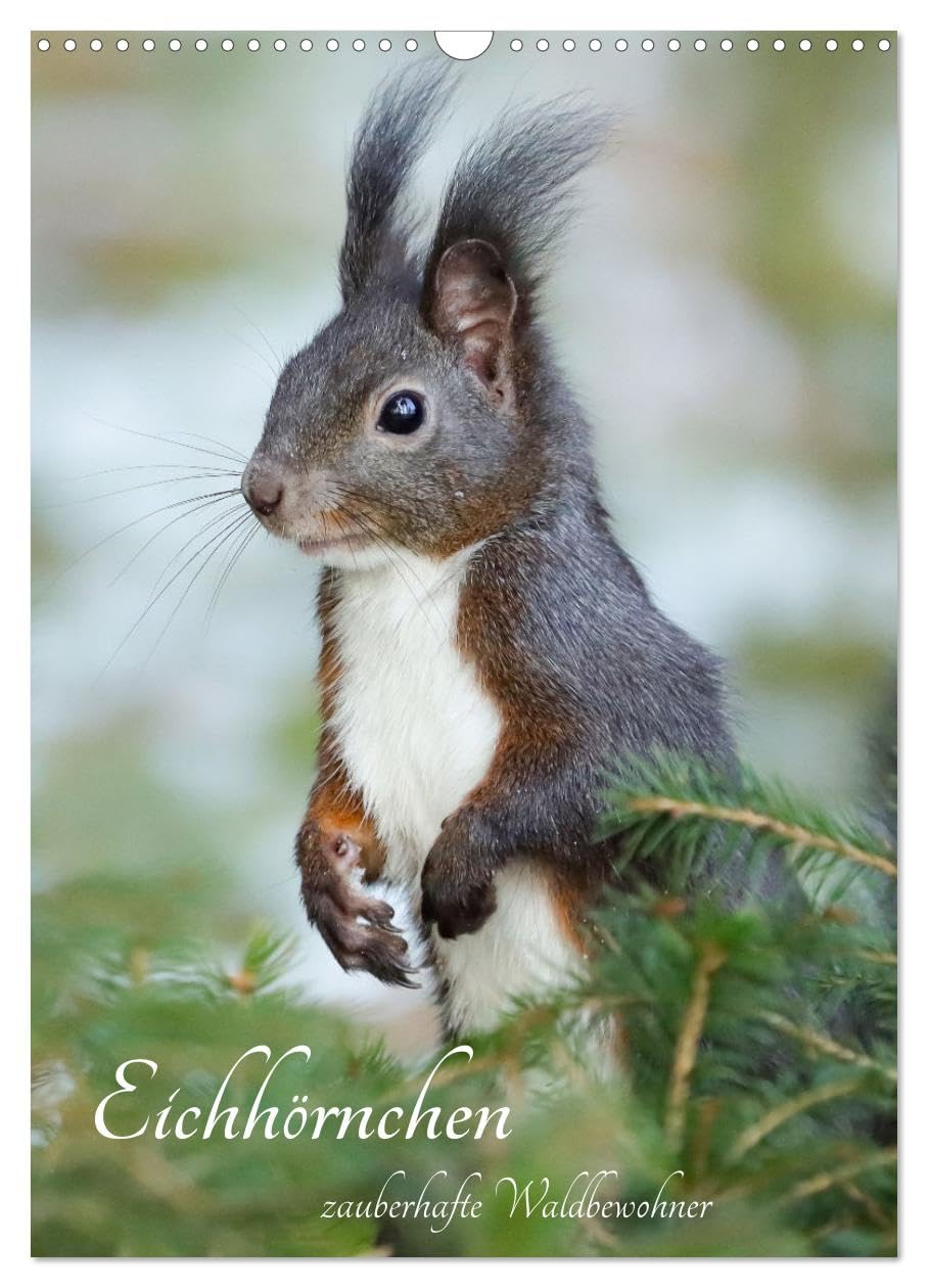 Eichhörnchen - zauberhafte Waldbewohner (Wandkalender 2026 DIN A3 hoch), CALVENDO Monatskalender Natural Sciences