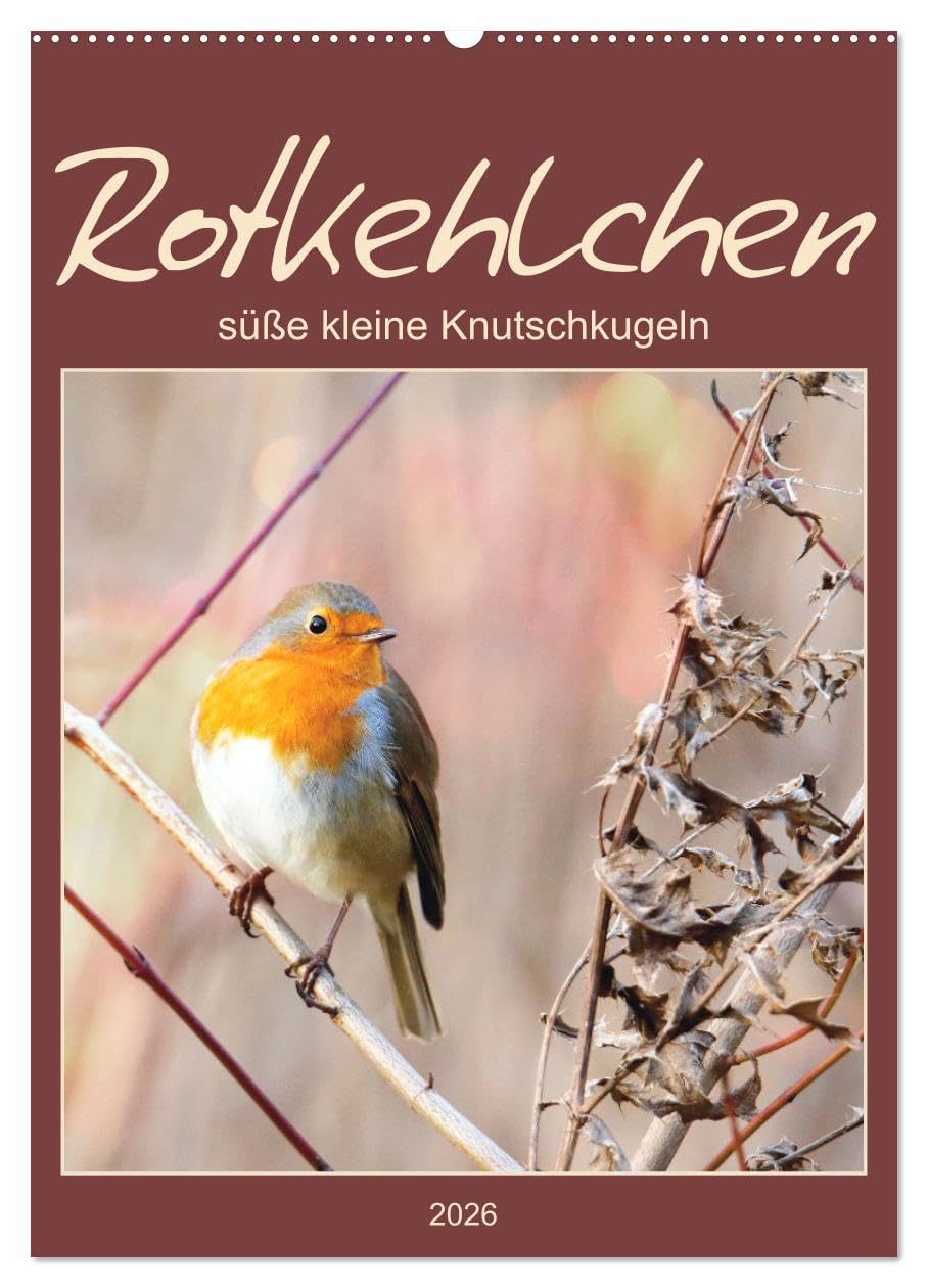 Rotkehlchen, süße kleine Knutschkugeln (Wandkalender 2026 DIN A2 hoch), CALVENDO Monatskalender Social Sciences
