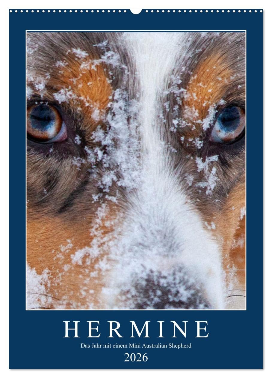 Hermine - Ein Jahr mit einem Mini Australian Shepherd (Wandkalender 2026 DIN A2 hoch), CALVENDO Monatskalender Natural Sciences