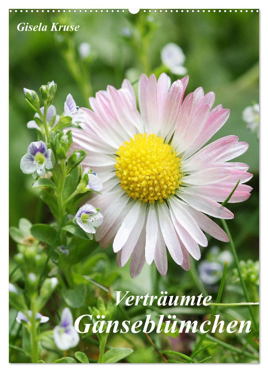 Verträumte Gänseblümchen (Wandkalender 2026 DIN A2 hoch), CALVENDO Monatskalender Photography