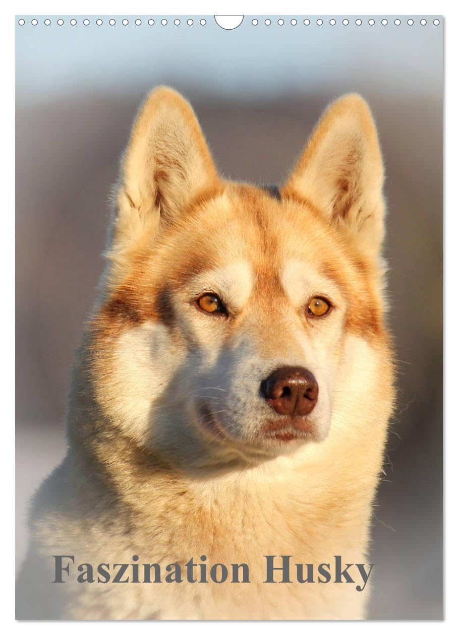 Faszination Husky (Wandkalender 2026 DIN A3 hoch), CALVENDO Monatskalender Natural Sciences