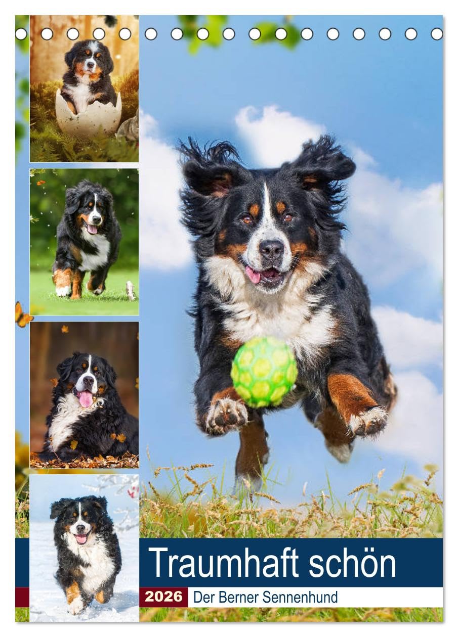 Traumhaft schön - Der Berner Sennenhund (Tischkalender 2026 DIN A5 hoch), CALVENDO Monatskalender Natural Sciences