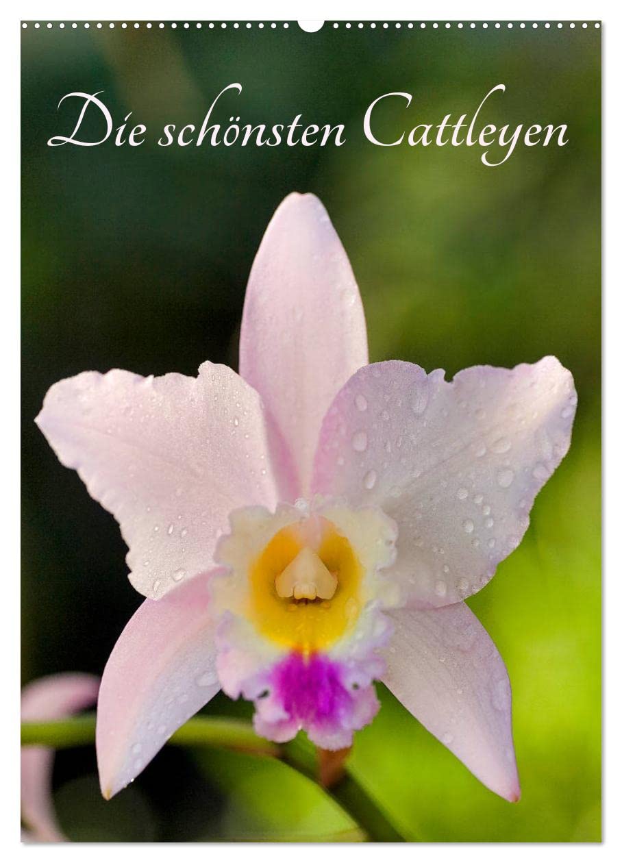 Die schönsten Cattleyen (Wandkalender 2026 DIN A2 hoch), CALVENDO Monatskalender Film, Art & Culture