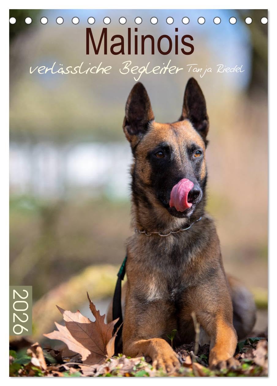 Malinois verlässliche Begleiter (Tischkalender 2026 DIN A5 hoch), CALVENDO Monatskalender Living & Furnishing