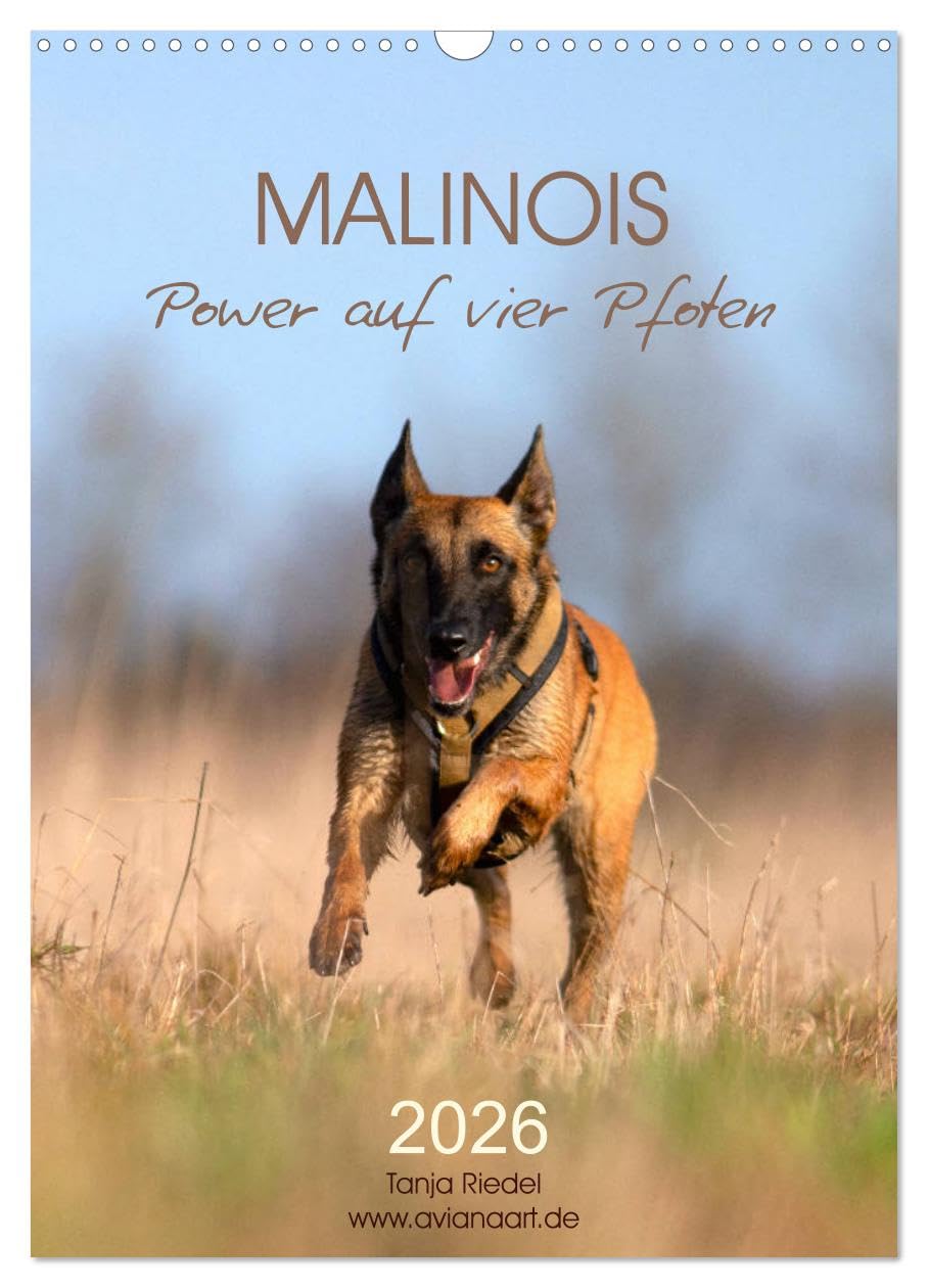 Malinois Power auf vier Pfoten (Wandkalender 2026 DIN A3 hoch), CALVENDO Monatskalender Social Sciences