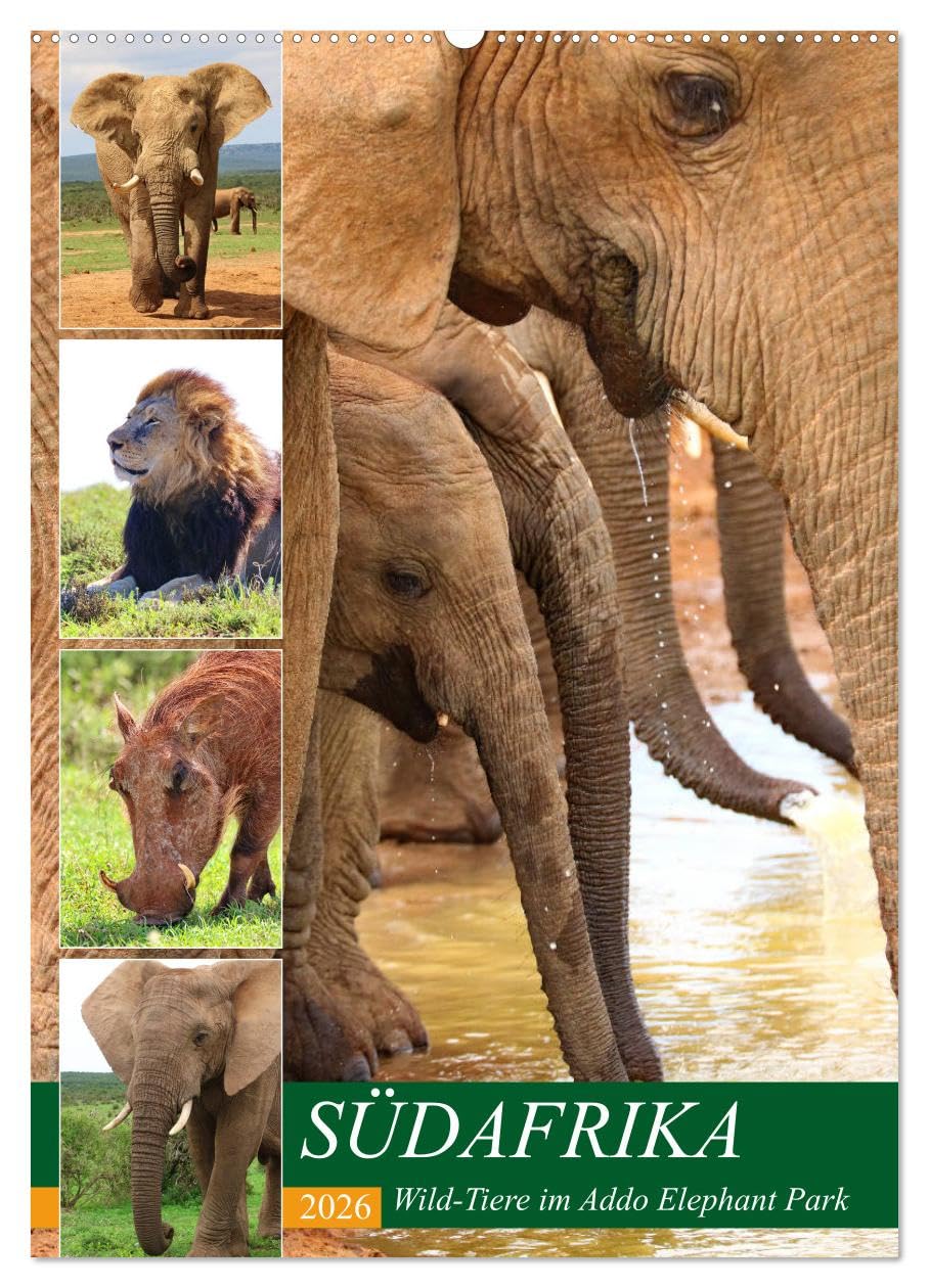 SÜDAFRIKA Wild-Tiere im Addo Elephant Park (Wandkalender 2026 DIN A2 hoch), CALVENDO Monatskalender Leisure, Home & Garden