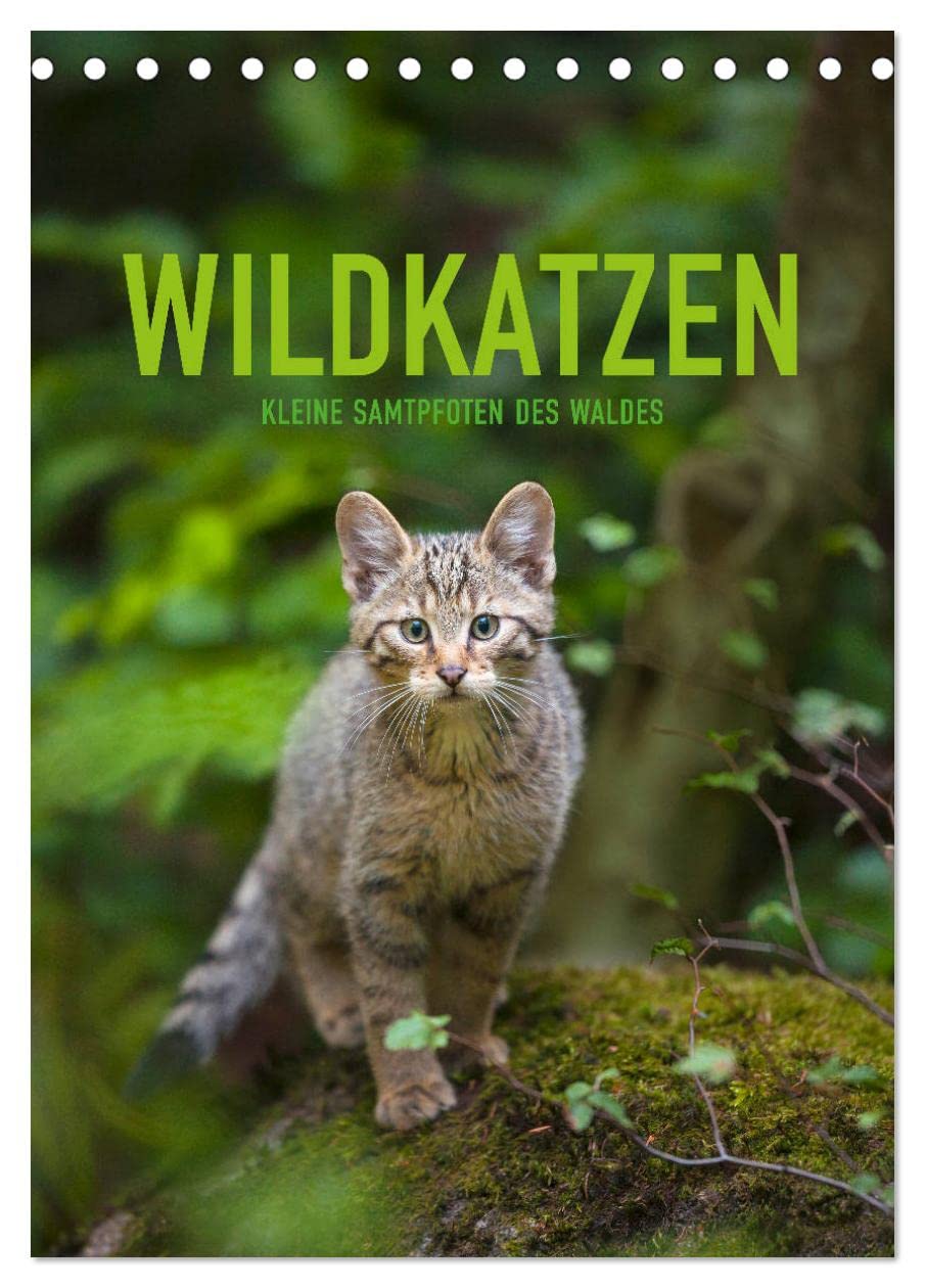 Wildkatzen - Kleine Samtpfoten des Waldes (Tischkalender 2026 DIN A5 hoch), CALVENDO Monatskalender Natural Sciences