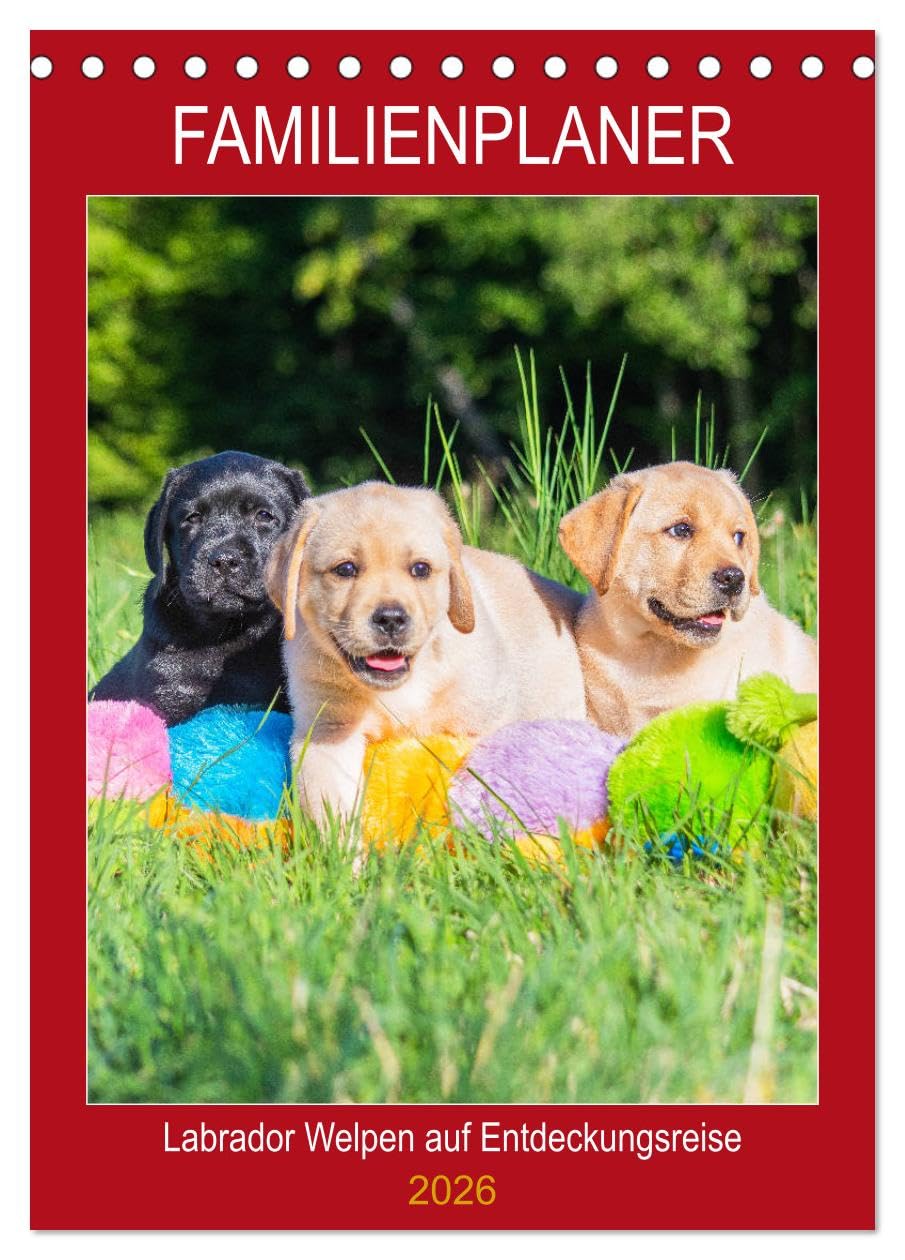 Familienplaner - Labrador Welpen entdecken die Welt (Tischkalender 2026 DIN A5 hoch), CALVENDO Monatskalender Natural Sciences