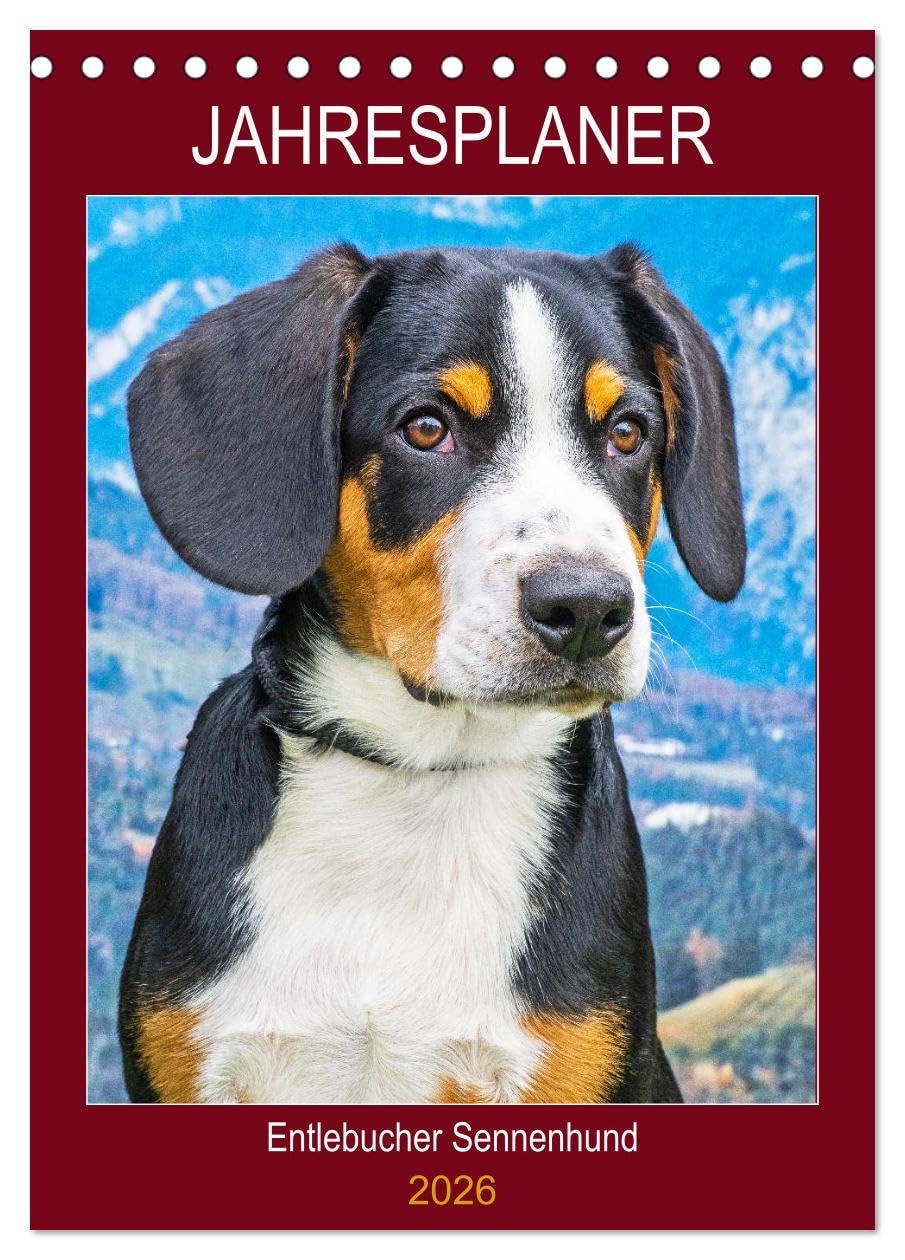 Jahresplaner Entlebucher Sennenhund (Tischkalender 2026 DIN A5 hoch), CALVENDO Monatskalender Natural Sciences