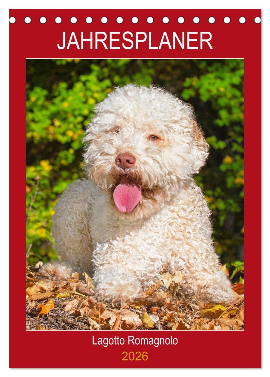 Jahresplaner Lagotto Romagnolo (Tischkalender 2026 DIN A5 hoch), CALVENDO Monatskalender Natural Sciences