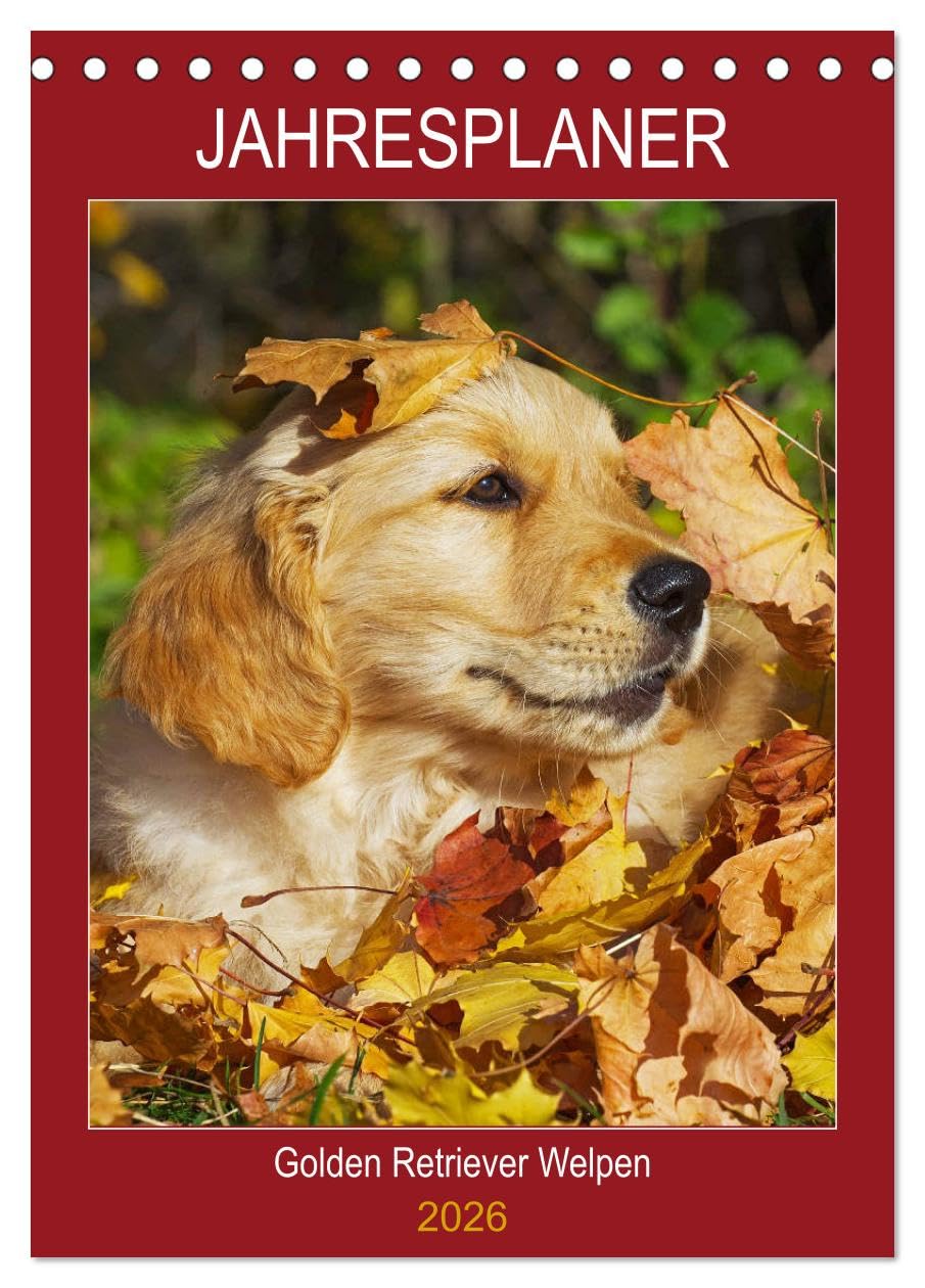 Jahresplaner Golden Retriever Welpen (Tischkalender 2026 DIN A5 hoch), CALVENDO Monatskalender Natural Sciences
