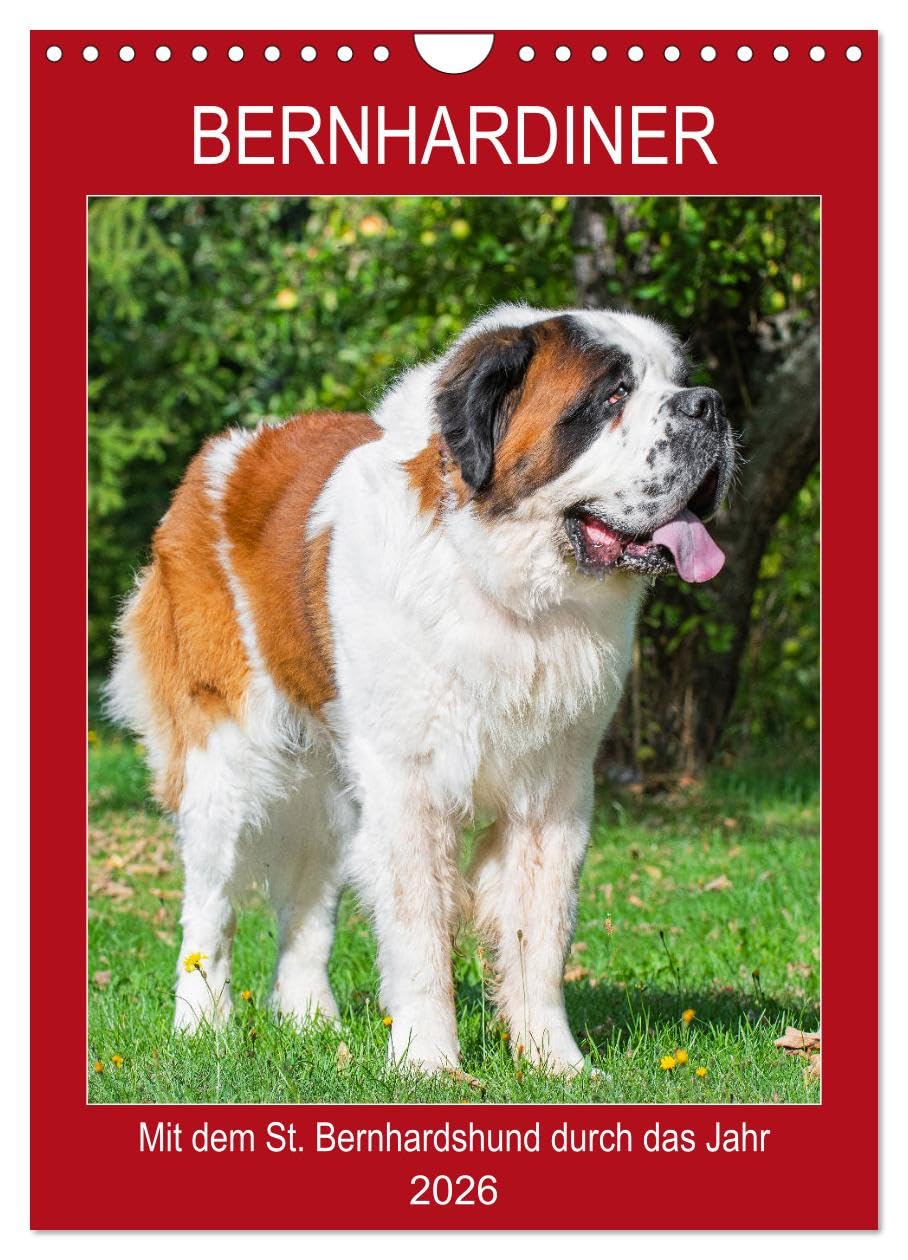 Bernhardiner - Mit dem St. Bernhardshund durch das Jahr (Wandkalender 2026 DIN A4 hoch), CALVENDO Monatskalender Natural Sciences
