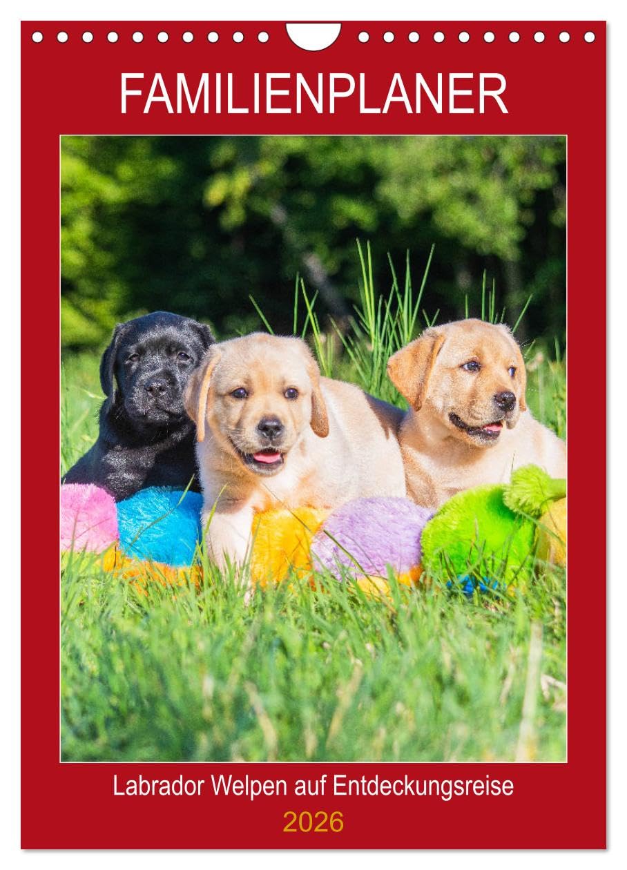Familienplaner - Labrador Welpen entdecken die Welt (Wandkalender 2026 DIN A4 hoch), CALVENDO Monatskalender Natural Sciences