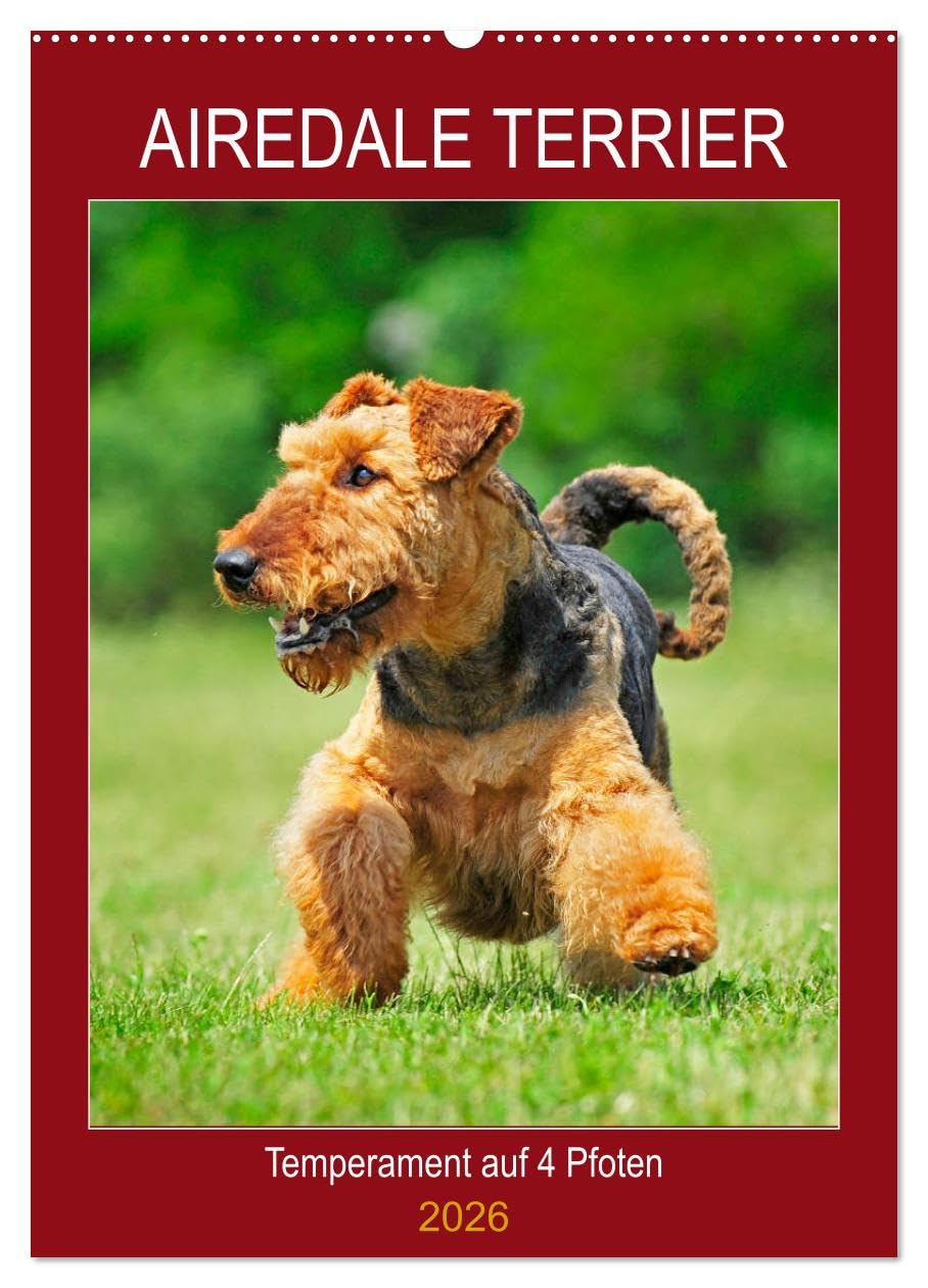 Airedale Terrier - Temperament auf 4 Pfoten (Wandkalender 2026 DIN A2 hoch), CALVENDO Monatskalender Natural Sciences