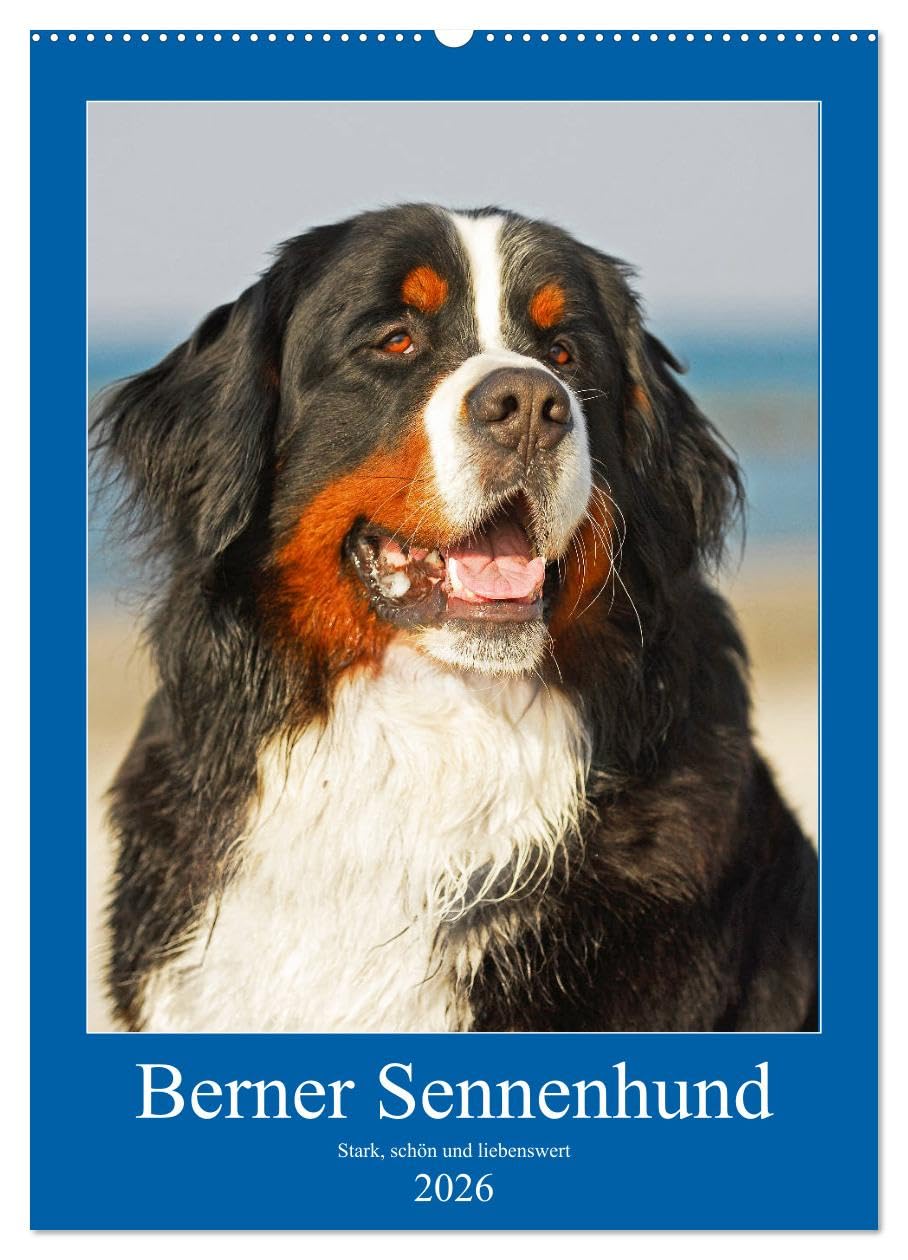 Berner Sennenhund - stark, schön und liebenswert (Wandkalender 2026 DIN A2 hoch), CALVENDO Monatskalender Natural Sciences