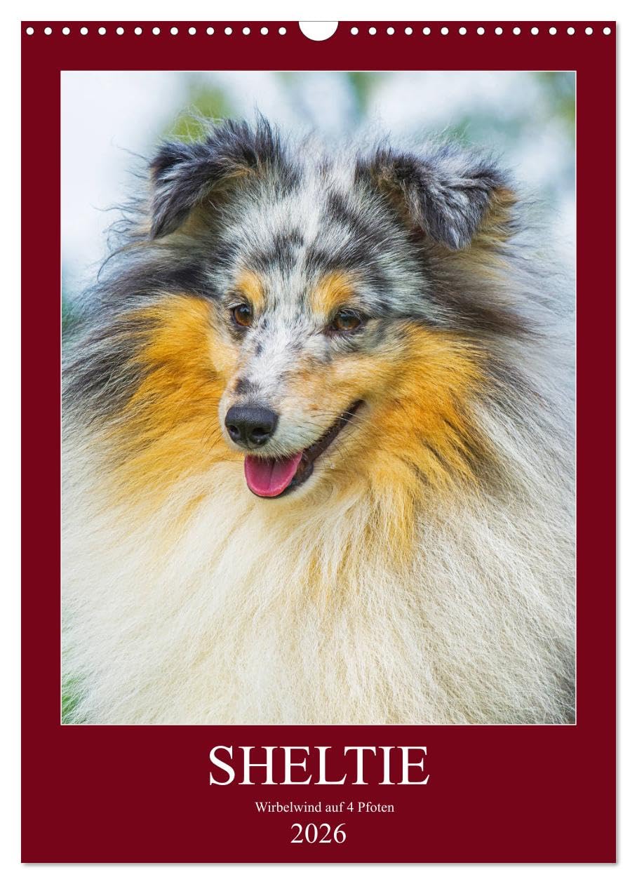 Sheltie - Wirbelwind auf 4 Pfoten (Wandkalender 2026 DIN A3 hoch), CALVENDO Monatskalender Natural Sciences