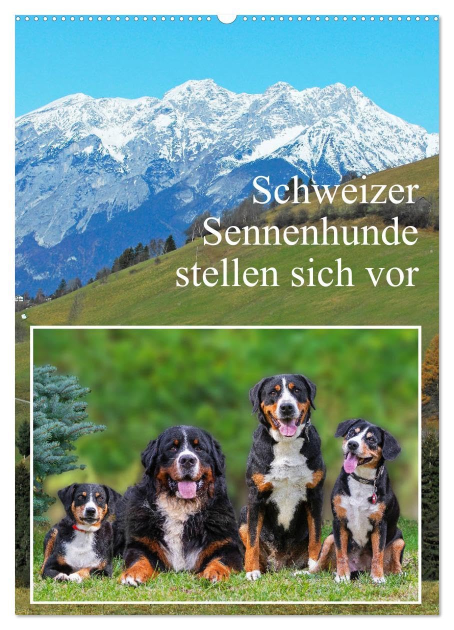 Schweizer Sennenhunde stellen sich vor (Wandkalender 2026 DIN A2 hoch), CALVENDO Monatskalender Natural Sciences