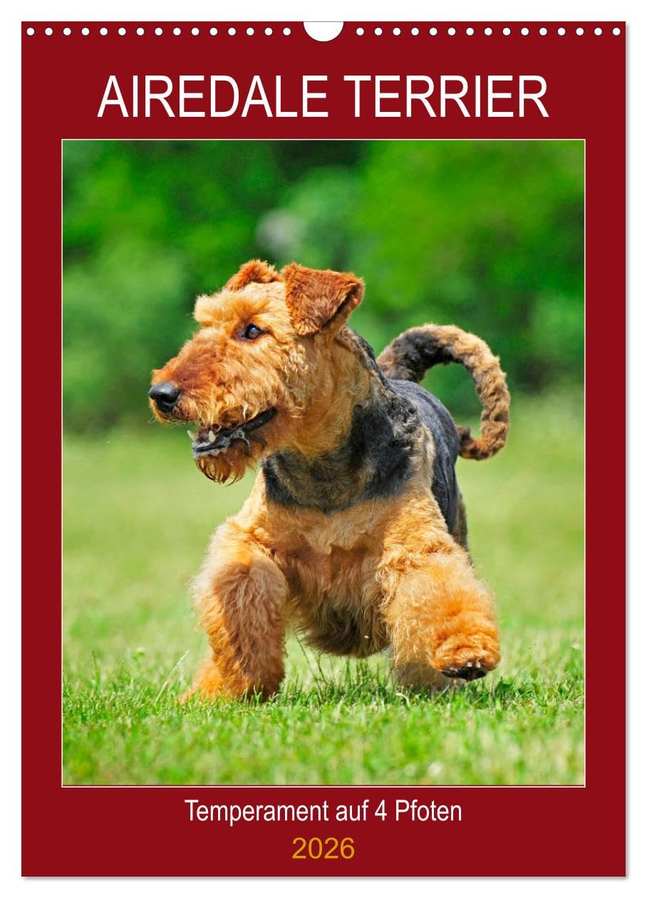 Airedale Terrier - Temperament auf 4 Pfoten (Wandkalender 2026 DIN A3 hoch), CALVENDO Monatskalender Natural Sciences