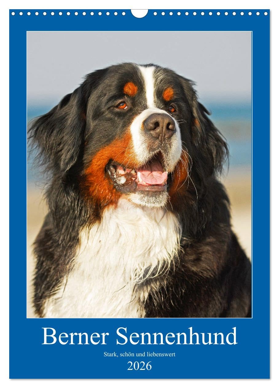 Berner Sennenhund - stark, schön und liebenswert (Wandkalender 2026 DIN A3 hoch), CALVENDO Monatskalender Natural Sciences