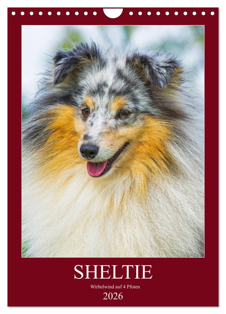 Sheltie - Wirbelwind auf 4 Pfoten (Wandkalender 2026 DIN A4 hoch), CALVENDO Monatskalender Natural Sciences