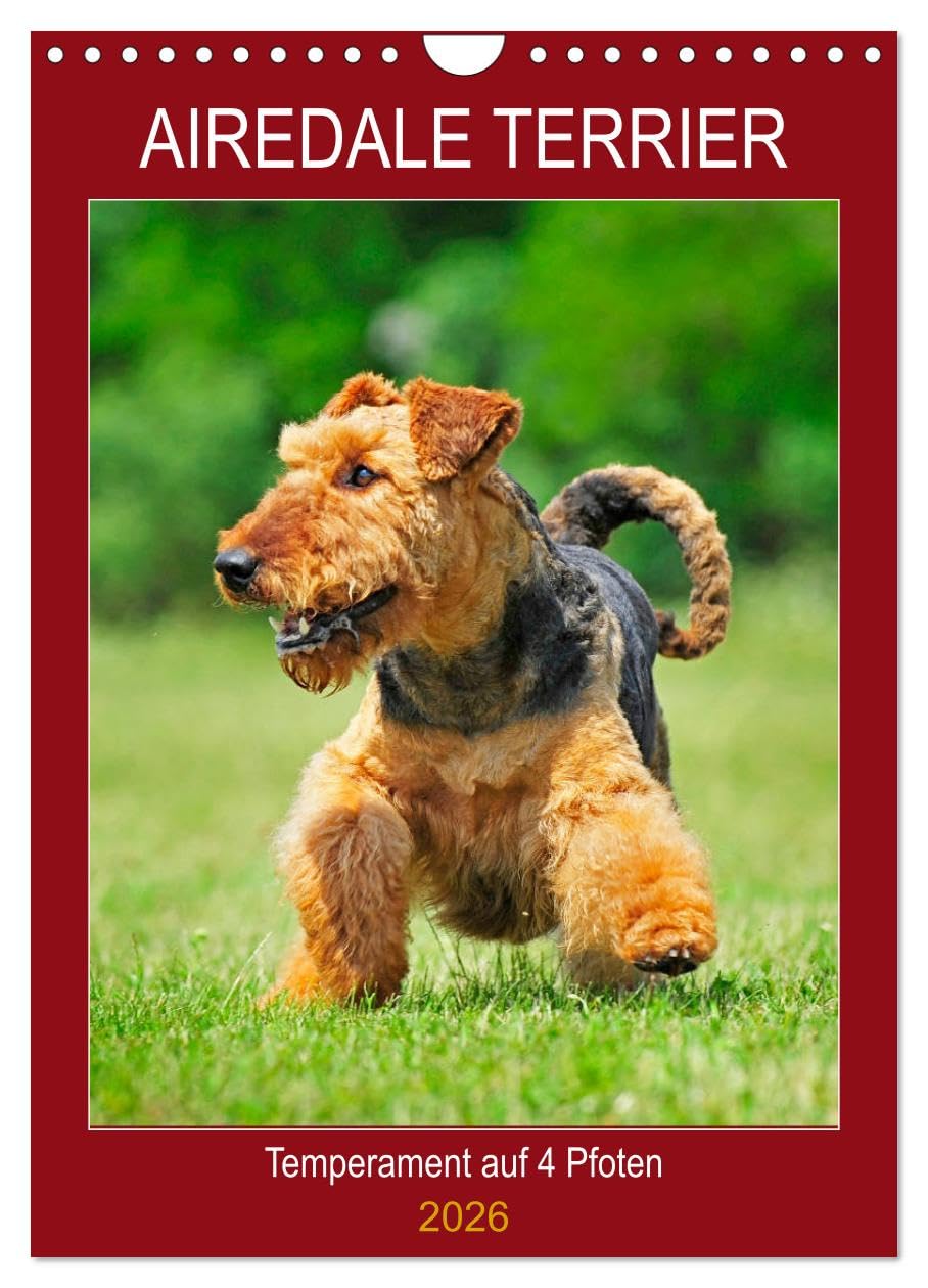 Airedale Terrier - Temperament auf 4 Pfoten (Wandkalender 2026 DIN A4 hoch), CALVENDO Monatskalender Natural Sciences