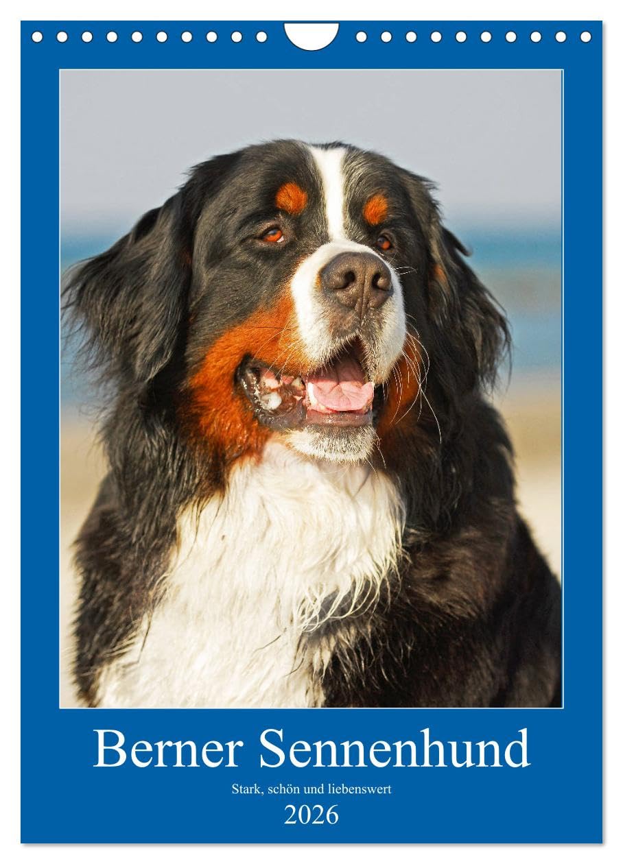 Berner Sennenhund - stark, schön und liebenswert (Wandkalender 2026 DIN A4 hoch), CALVENDO Monatskalender Natural Sciences