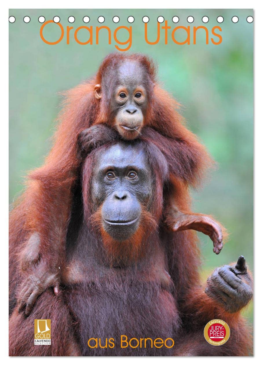 Orang Utans aus Borneo (Tischkalender 2026 DIN A5 hoch), CALVENDO Monatskalender Leisure, Home & Garden
