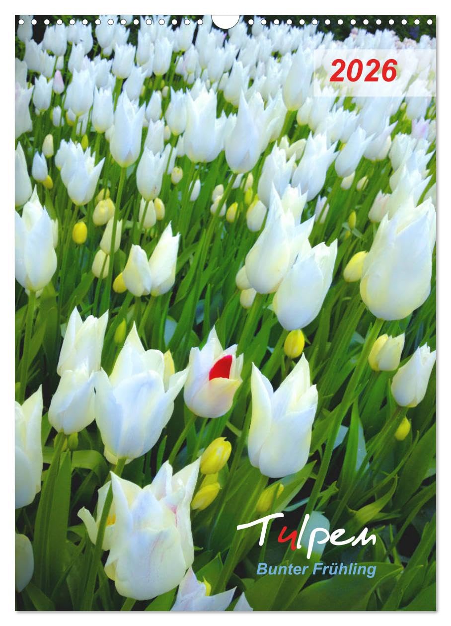 Tulpen. Bunter Frühling (Wandkalender 2026 DIN A3 hoch), CALVENDO Monatskalender Photography