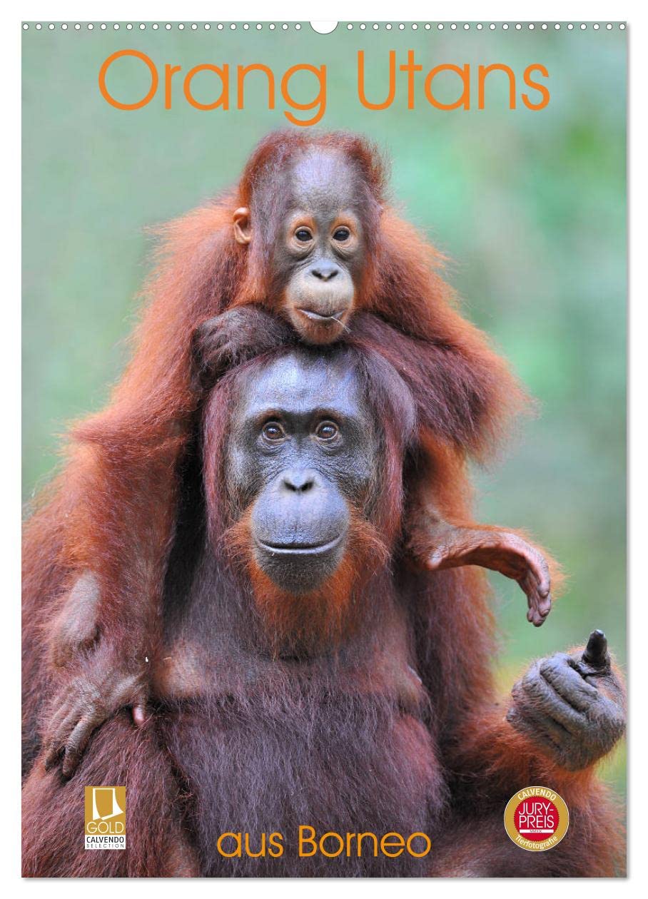 Orang Utans aus Borneo (Wandkalender 2026 DIN A2 hoch), CALVENDO Monatskalender Leisure, Home & Garden