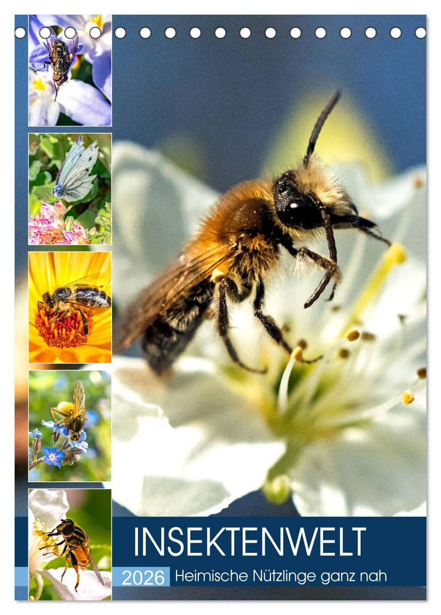 INSEKTENWELT - Heimische Nützlinge ganz nah (Tischkalender 2026 DIN A5 hoch), CALVENDO Monatskalender Business & Technology